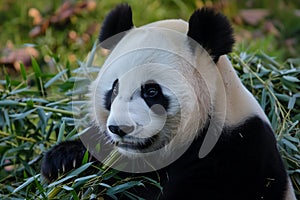 panda munching bamboo, dusk light softening edges