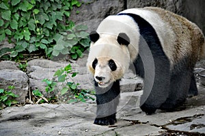 Panda pacing leafy path - Beijing