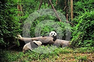 Panda in playing time