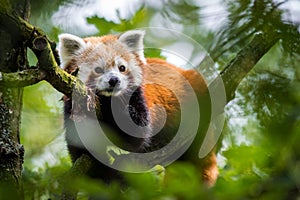 Panda red portrait