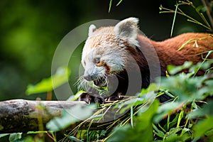 Panda red in the zoo park