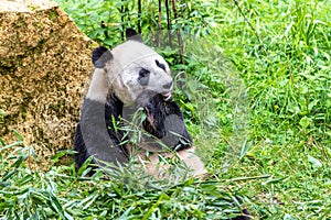 Panda is resting after eating