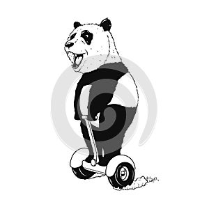 Panda rides on gyro scooter