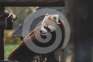 Panda rojo jugando en las ramas. Red panda playing