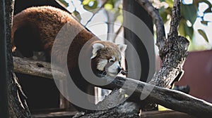 Panda rojo jugando en las ramas. Red panda playing