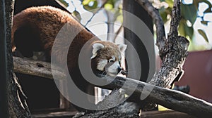 Panda rojo jugando en las ramas. Red panda playing photo