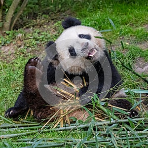 Giant panda scratching