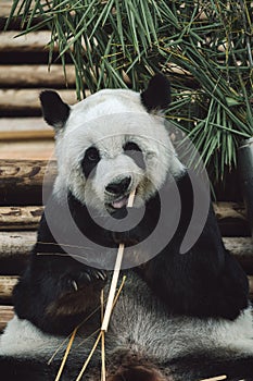 Panda sitting amongst lush green foliage while leisurely munching on fresh bamboo shoots.