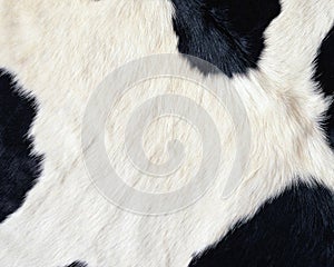 Panda skin pattern texture repeating monochrome Texture animal prints background photo