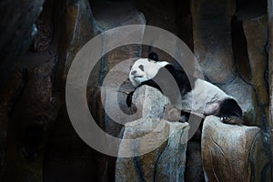 Panda sleeping on a rock at the zoo