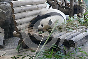 Panda sleeping zoo Berlin