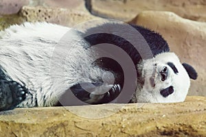 Panda sleeping at zoo