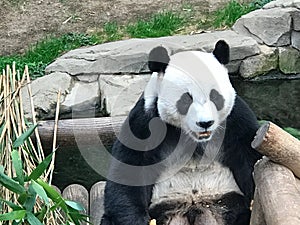 Panda in South Korea's Everland