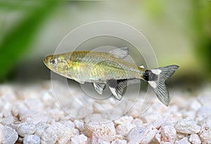 Panda Tetra dawn tetra Aphyocharax paraguayensis freshwater