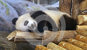 Panda At Toronto Zoo photo