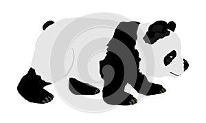 Panda vector illustration isolated on white background. Panda bear. Bamboo eater from China. Cute mascot. Zoo animal.