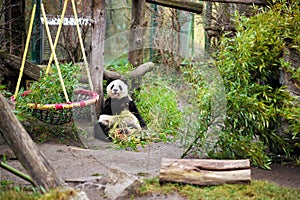 Panda in Vienna Schonbrunn Zoo.