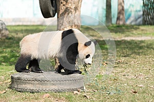 Panda walk