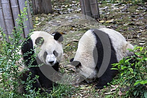 Panda at the zoo in Chengdu, China