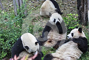 Panda at the zoo in Chengdu, China