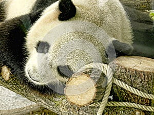 Panda in Zoological Gardens and Aquarium in Berlin Germany. The Berlin Zoo is the most visited zoo in Europe,