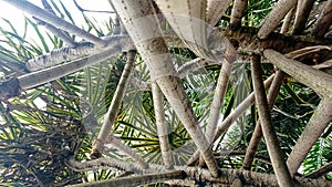 Pandan Duri Tree