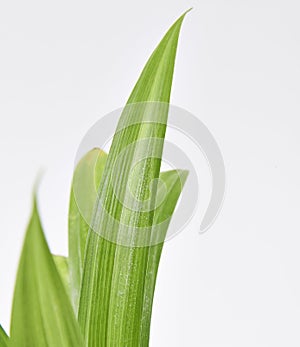 Pandan Feash Plant Leaves photo