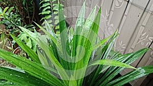 Pandan green leaves with dew drops, daun pandan hujan, wet leaf rain drop photo