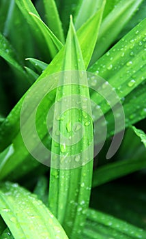 Pandan Leaf Background