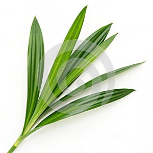 Pandan leaf isolated on white background