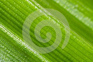 Pandan leaf texture blur abstract background