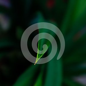 pandan leaves and bluered background