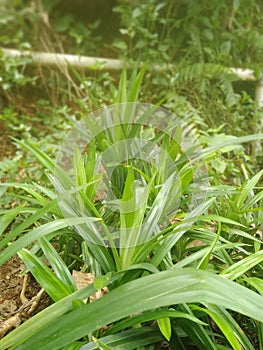 Pandan leaves are usually used for food coloring and food fragrance