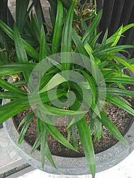 Pandan leaves are versatile, pandan leaves can be made into a seasoning that is very fragrant