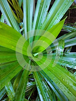 Pandan leaves are very fresh after the rain cools the eyes