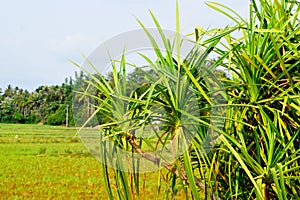 Pandanaceae plant photo