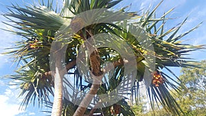 Pandanas Palm bearing fruit taken at the Marina at Gladstone, Queensland