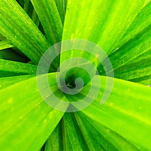 Pandangan leaves planted in pots