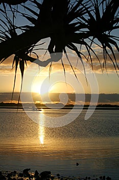 Pandanus Against The Sun photo