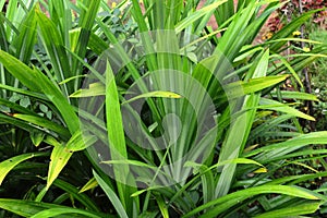 Pandanus amaryllifolius Fragrant Pandan plant