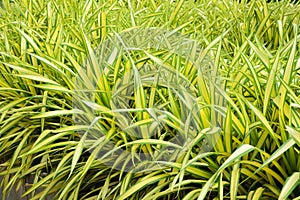 Pandanus baptistii Palm in tropical garden