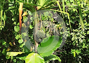 Pandanus fruit in Indonesian jungle