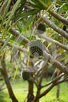 Pandanus fruit on a tree in the garden.