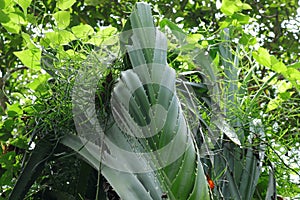 A Pandanus Kaida tree with its leaves stuck together because of wild vines covered it