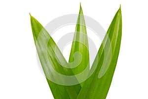 Pandanus leaves (isolated on white) photo