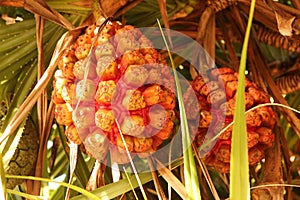 Pandanus odoratissimus Kewda photo