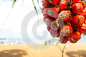 Pandanus odoratissimus ripe juicy fragrant tasty tropical fruit photo