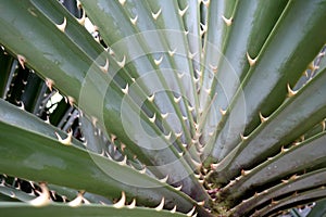 Pandanus odoratissimus or pine thorny green plant photo