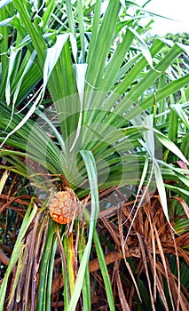 Pandanus Odorifer - Kewda or Umbrella Tree with Leaves and Ripe Fruit - Pine - Tropical Plant of Andaman Nicobar Islands