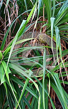 Pandanus Odorifer - Kewda or Umbrella Tree with Leaves and Unripe Fruit - Pine - Tropical Plant of Andaman Nicobar Islands